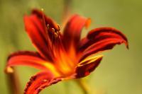 Unfocused Elegance - Digital Photography - By Eric Brownell, Nature Photography Artist