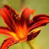 Unfocused Elegance - Digital Photography - By Eric Brownell, Nature Photography Artist