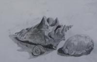 Shells - Graphite Other - By Lala Lala, Miscellaneous Other Artist