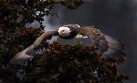 Approaching Eagle - Digital Photography - By Jl Woody Wooden, Wildlife Photography Artist