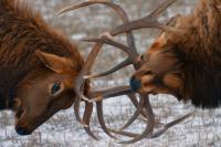 Wildlife - Bull Elk In The Rut - Digital