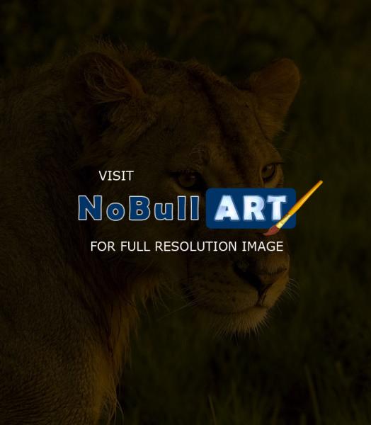 Wildlife - Lioness - Digital