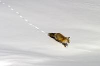 Fox In The Snow - Digital Photography - By Jl Woody Wooden, Wildlife Photography Artist