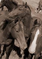 Sisters - Digital Photography - By Jl Woody Wooden, Horses Photography Artist