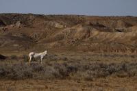 Wild Horse In The Badlands - Digital Photography - By Jl Woody Wooden, Horses Photography Artist