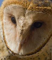 Birds Of Prey - Barn Owl Portrait - Digital