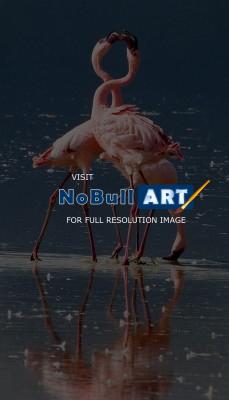 Wildlife - A Flamingo Conversation - Digital