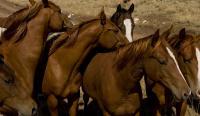 Horses - All The Girls - Digital