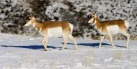 Antelope In The Snow - Digital Photography - By Jl Woody Wooden, Wildlife Photography Artist