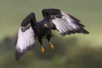 Approaching Long-Crested Eagle - Digital Photography - By Jl Woody Wooden, Wildlife Photography Artist
