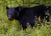 Canadian Black Bear - Digital Photography - By Jl Woody Wooden, Wildlife Photography Artist