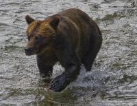 Cinnamon Grizzly - Digital Photography - By Jl Woody Wooden, Wildlife Photography Artist