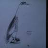Indian Runner Duck - Pencil Drawings - By Garry Fowler, Pencil Drawing Drawing Artist