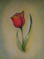 Tulip - Paper Pencil Color Pencils Cha Drawings - By Michele Lovaglio-Watson, Freehand Drawing Artist