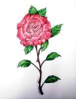 The Gift Of A Rose - Pencil  Prisma Colored Pencils Drawings - By Michele Lovaglio-Watson, Freehand Drawing Artist