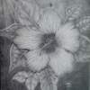 Grays Hibiscus - Pencils Drawings - By Stephen Fontana, Representational Drawing Artist