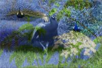 Majestic Blue - Photographic Composition Digital - By Pamela Phelps, Surrealistic Birds Digital Artist