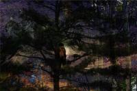 Guarding The Nest - Photographic Composition Digital - By Pamela Phelps, Surrealistic Nature Digital Artist
