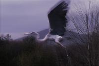 Aura Of Compassion - Photographic Composition Digital - By Pamela Phelps, Surrealistic Birds Digital Artist
