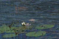 Courtship On The Pond - Photographic Composition Digital - By Pamela Phelps, Surrealistic Nature Digital Artist