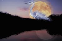 To The Moon And Back - Photographic Composition Digital - By Pamela Phelps, Surrealistic Digital Artist