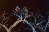 Midnight Guardians - Photographic Composition Digital - By Pamela Phelps, Surrealistic Birds Digital Artist