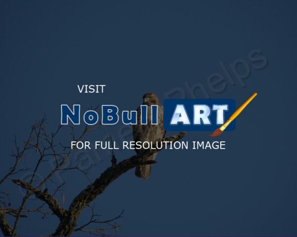 Bird Photography - Observant - Photography
