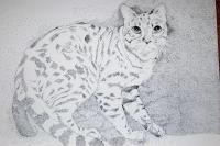 Pen And Ink Drawings - Housecat - Pen And Ink