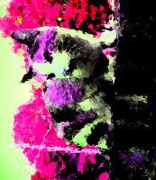 Edited Images - Cat Going Up A Wall - Photoshop