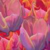 Tulips - Digital Digital - By Karen Williams, Expresionism Digital Artist