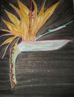 Eeman Art Gallery - Decorated Bird Of Paradise - Indian Ink Watercolor Mixed Me