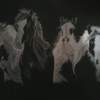Paint Horses - Scratch Board Other - By Celena Walker, Nature Other Artist
