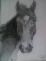 Tonyas Horse - Pencil  Paper Drawings - By Celena Walker, Nature Drawing Artist