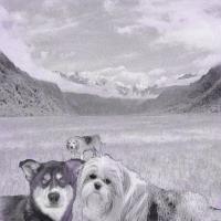 Three Dogs On A Mountain Adventure - Photoshop Paintings - By Courtney Vanderziel, Digital Painting Artist