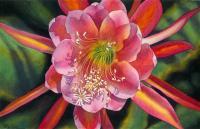 Floral - Cactus Flower - Watercolor