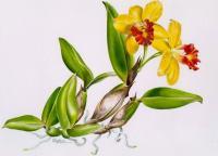 Floral - Slc Jungle Beau - Watercolor