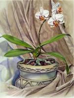 Sunny Face Moth Orchid - Watercolor Paintings - By Pat Graham, Realism Painting Artist