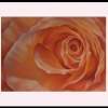 Peach Passion - Conte Crayon Paintings - By Pat Graham, Realism Painting Artist