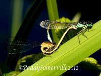 Grippingsex - Digital Photography - By Patrick Somerville, Nature Photography Artist