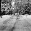 Snow Day - Digital Photography - By Steve Bradney, Black And White Photography Artist