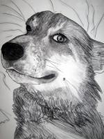 Frannie2 - Charcoal Drawings - By Jennifer Shepherd, Realistic Drawing Artist