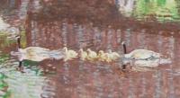Canadian Geese - Watercolor Paintings - By Wayne Vander Jagt, Impressionistic Painting Artist