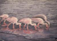 White Ibis - Watercolor Paintings - By Wayne Vander Jagt, Impressionistic Painting Artist