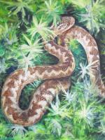 Adder In The Sun - Acrylics On Canvas Paintings - By Ray Brooks, Realistic Painting Artist