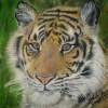 Tiger - Oil Paint On Canvas Paintings - By Sachi Weerasooriya, Realism Painting Artist