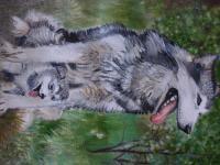 Siberian Husky - Oil Paint On Canvas Paintings - By Sachi Weerasooriya, Realism Painting Artist