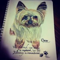 Coco - Colored Pencil Drawings - By Karlee Patton, Animal Life Drawing Artist