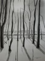 Edge Of The Forest - Graphite Pencil Drawings - By David Budd, Realism Drawing Artist