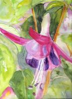 Floral Watercolour - Fushia In The Pink - Water Colour