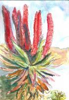 Aloe - Water Colour Paintings - By Marguerite De La Harpe, Free Original Style Painting Artist